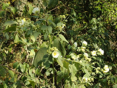 White Flowers.